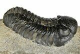 Austerops Trilobite - Nice Eye Facets #181409-1